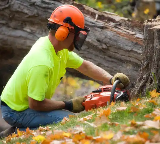 tree services Springer